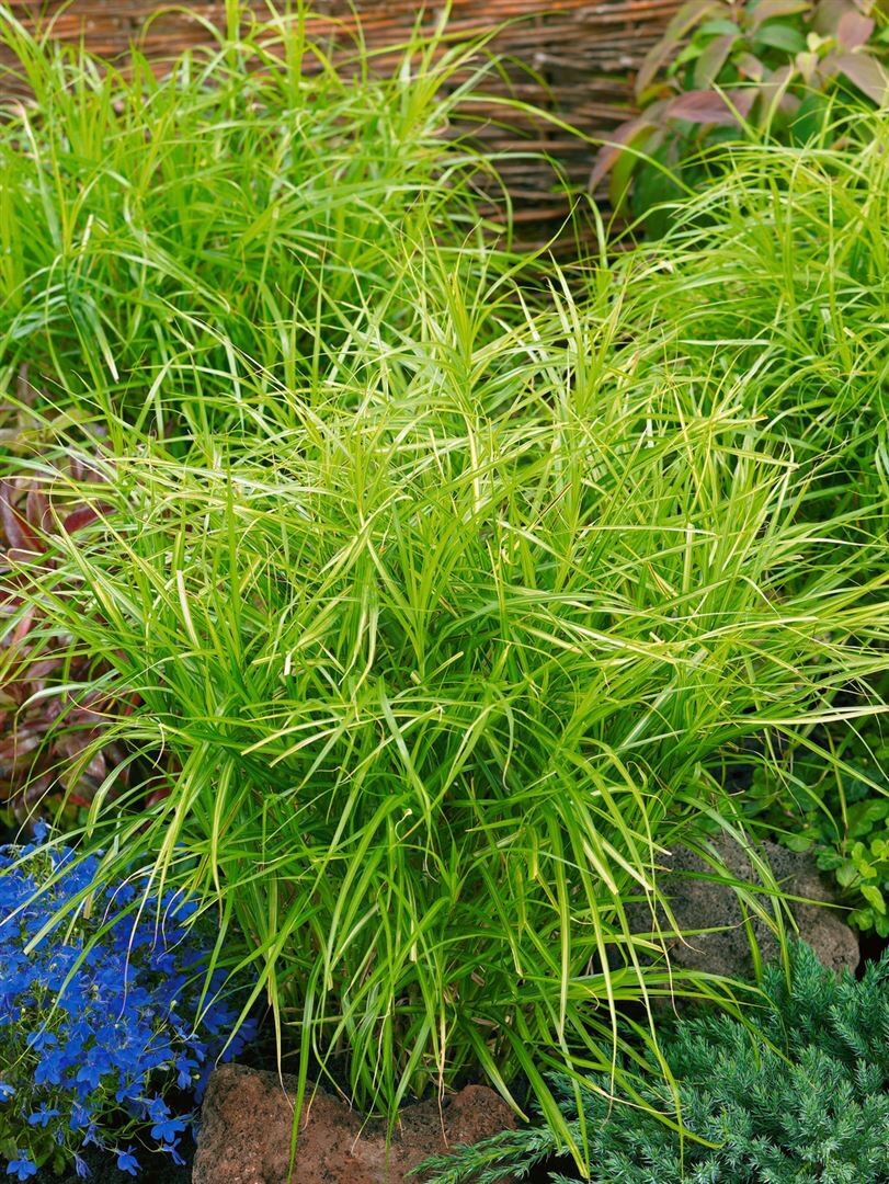 9136  Carex muskingumensis Silberstreif  I  Svenskt namn  :Palmstarr  I  Krukstorlek   : SQ1  I  Förväntad Höjd  :  60 cm  I  Blomningstid :  juli-aug - 2