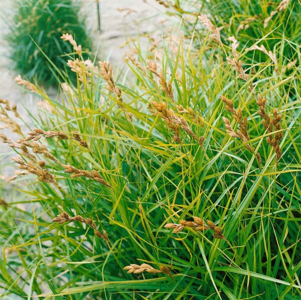 9136  Carex muskingumensis Silberstreif  I  Svenskt namn  :Palmstarr  I  Krukstorlek   : SQ1  I  Förväntad Höjd  :  60 cm  I  Blomningstid :  juli-aug