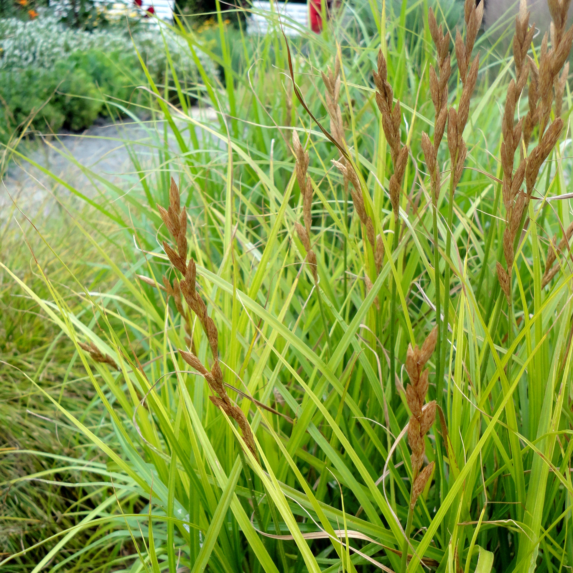 9136  Carex muskingumensis Silberstreif  I  Svenskt namn  :Palmstarr  I  Krukstorlek   : SQ1  I  Förväntad Höjd  :  60 cm  I  Blomningstid :  juli-aug - 4