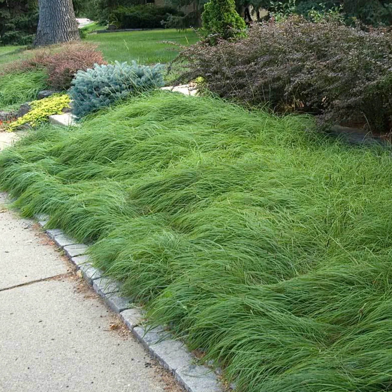 9138  Carex pensylvanica  I  Svenskt namn  :Ekstarr  I  Krukstorlek   : SQ1  I  Förväntad Höjd  :  30 cm  I  Blomningstid :  maj-juni - 4