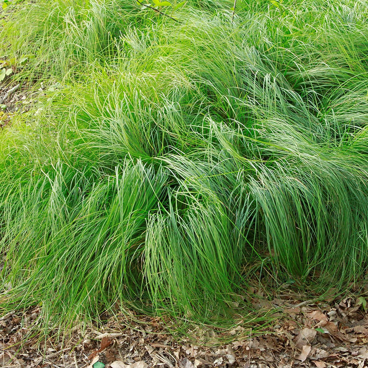 9138  Carex pensylvanica  I  Svenskt namn  :Ekstarr  I  Krukstorlek   : SQ1  I  Förväntad Höjd  :  30 cm  I  Blomningstid :  maj-juni