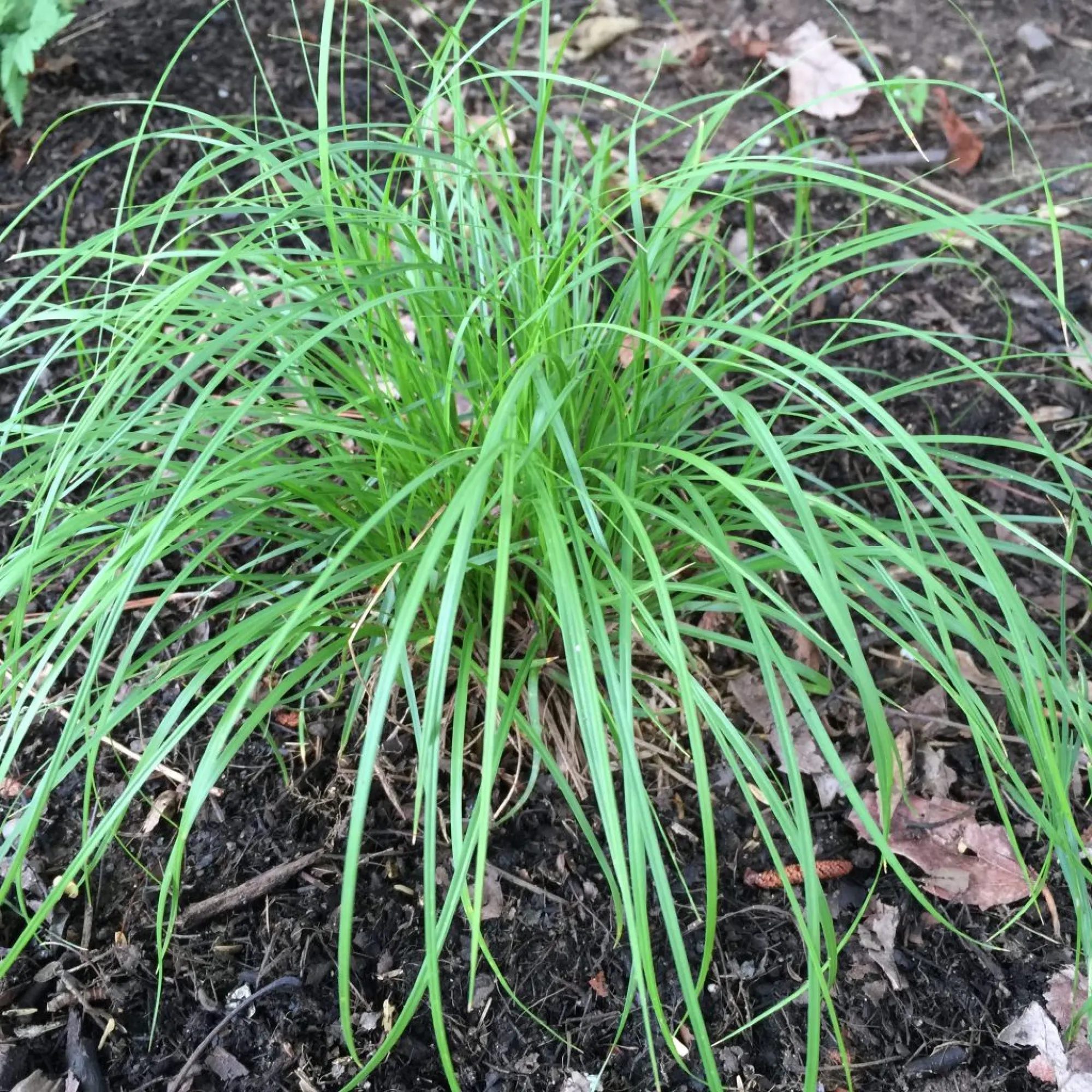 9138  Carex pensylvanica  I  Svenskt namn  :Ekstarr  I  Krukstorlek   : SQ1  I  Förväntad Höjd  :  30 cm  I  Blomningstid :  maj-juni - 2
