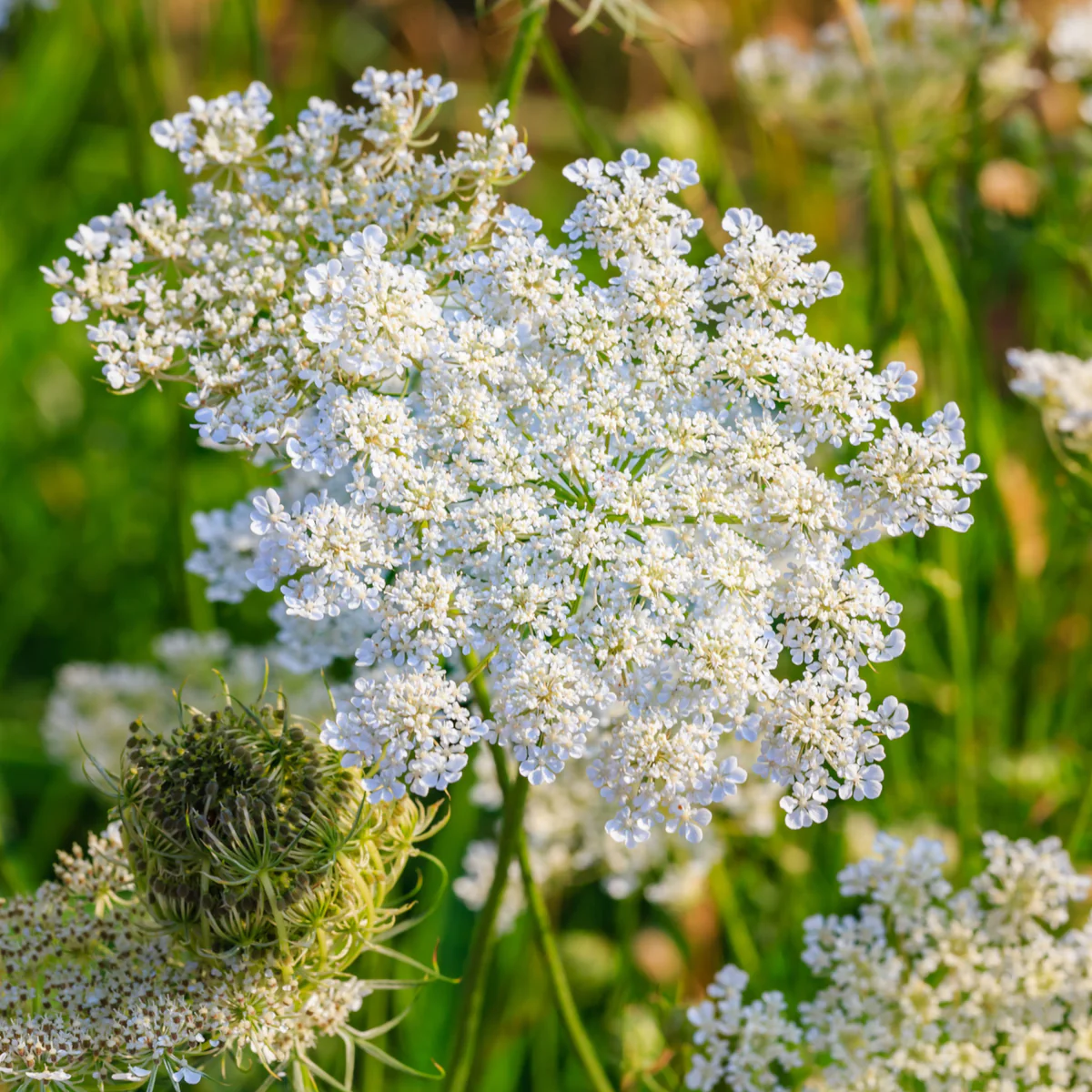 8825  Carum carvi  I  Svenskt namn  :Kummin  I  Krukstorlek   : 11c  I  Förväntad Höjd  :  50 cm  I  Blomningstid :  juni - 2