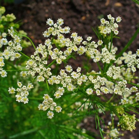 8825  Carum carvi  I  Svenskt namn  :Kummin  I  Krukstorlek   : 11c  I  Förväntad Höjd  :  50 cm  I  Blomningstid :  juni