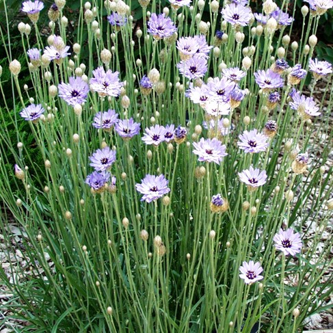 3287  Catananche caerulea Alba  I  Svenskt namn  :Gräsfibbla  I  Krukstorlek   : 11c  I  Förväntad Höjd  :  80 cm  I  Blomningstid :  juni-juli