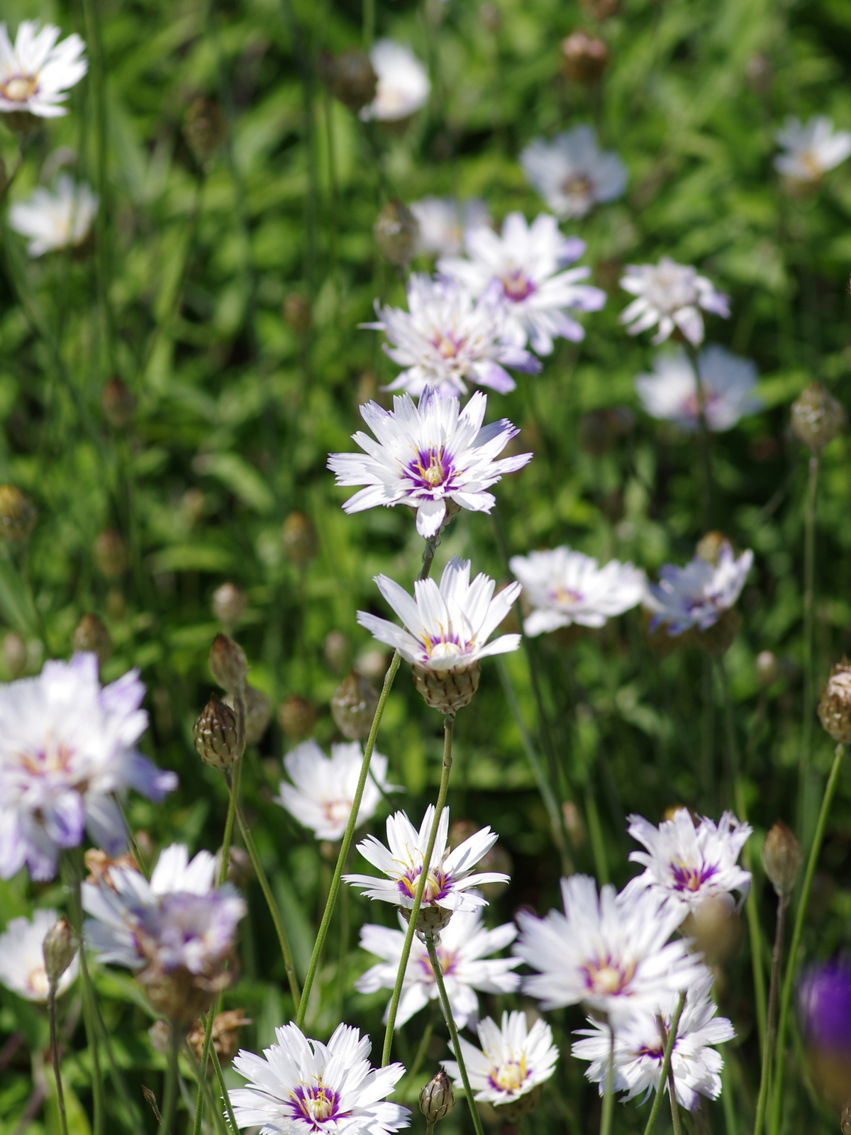 3287  Catananche caerulea Alba  I  Svenskt namn  :Gräsfibbla  I  Krukstorlek   : 11c  I  Förväntad Höjd  :  80 cm  I  Blomningstid :  juni-juli - 2