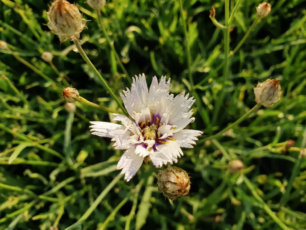 3287  Catananche caerulea Alba  I  Svenskt namn  :Gräsfibbla  I  Krukstorlek   : 11c  I  Förväntad Höjd  :  80 cm  I  Blomningstid :  juni-juli - 3