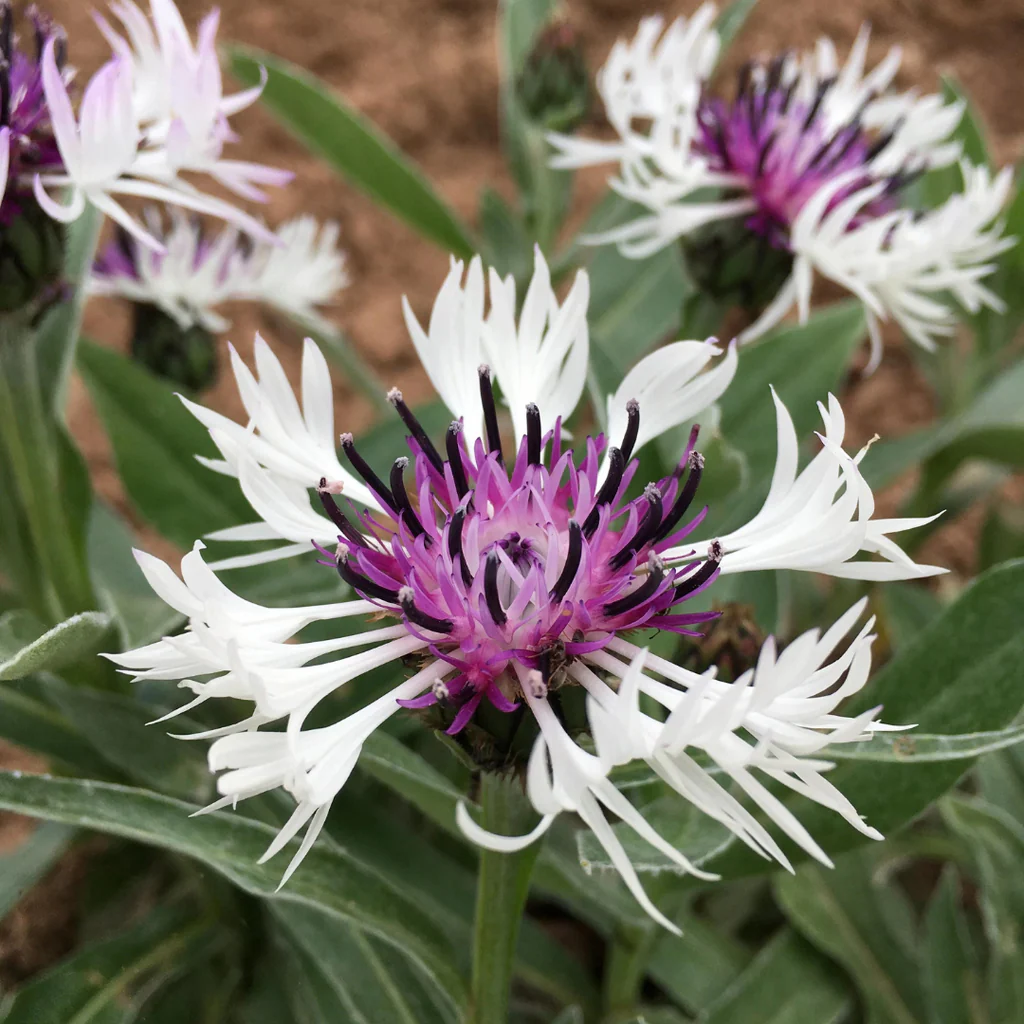 3342   Centaurea montana  Amethyst in Snow   I  Svenskt namn  :Bergklint  I  Krukstorlek   : SQ1  I  Förväntad Höjd  :  60 cm  I  Blomningstid :  juni-juli - 3