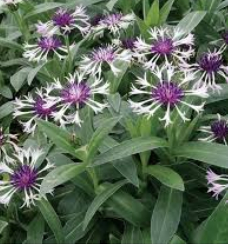 3342   Centaurea montana  Amethyst in Snow   I  Svenskt namn  :Bergklint  I  Krukstorlek   : SQ1  I  Förväntad Höjd  :  60 cm  I  Blomningstid :  juni-juli - 2