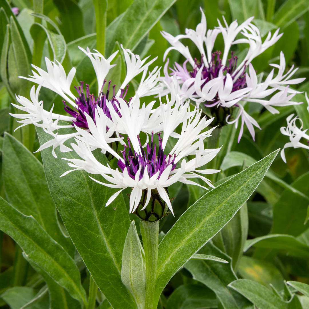 3342   Centaurea montana  Amethyst in Snow   I  Svenskt namn  :Bergklint  I  Krukstorlek   : SQ1  I  Förväntad Höjd  :  60 cm  I  Blomningstid :  juni-juli