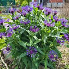 3340  Centaurea montana  Grandiflora  I  Svenskt namn  :Bergklint  I  Krukstorlek   : SQ1  I  Förväntad Höjd  :  60 cm  I  Blomningstid :  juni-juli