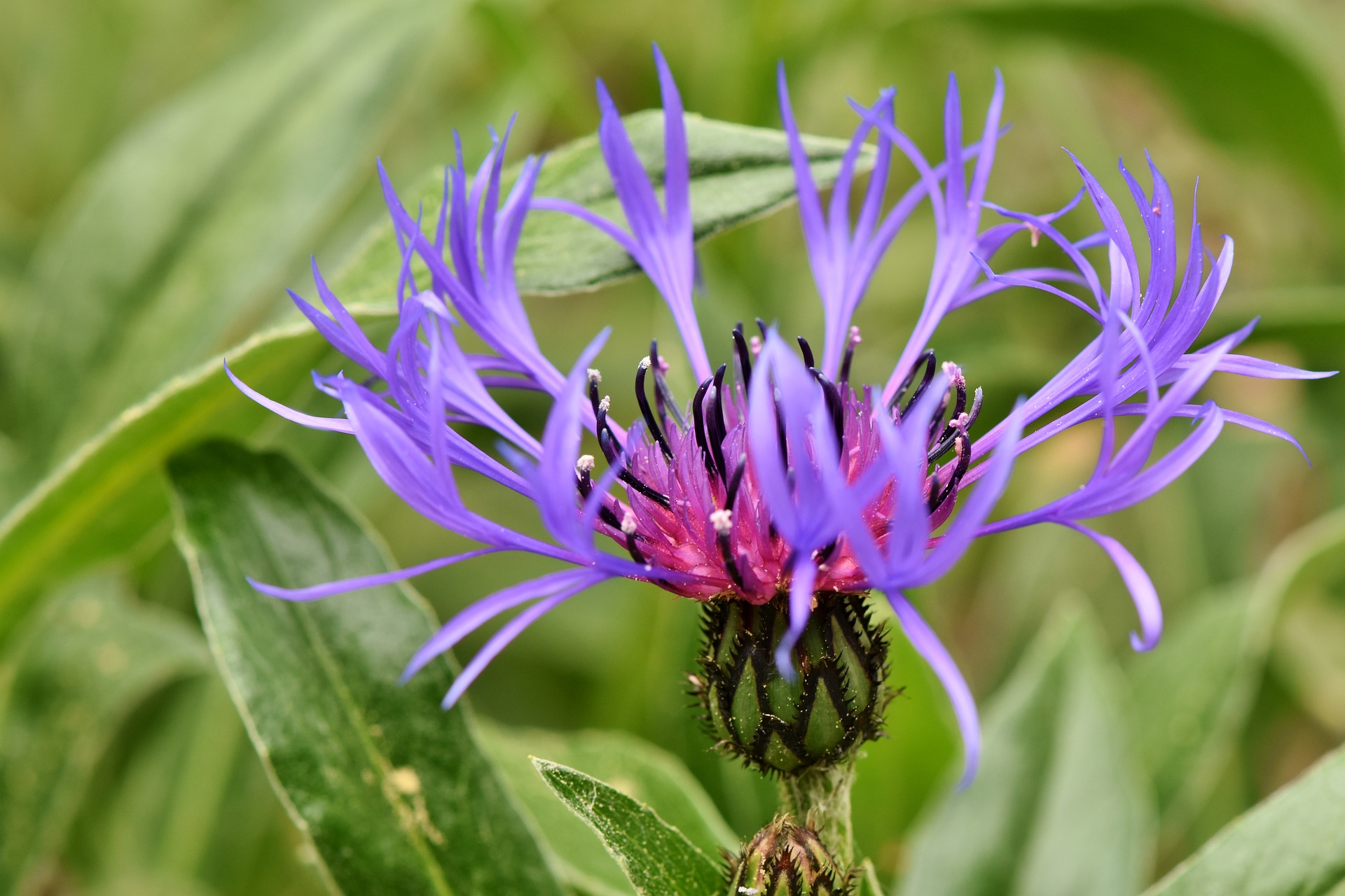 3340  Centaurea montana  Grandiflora  I  Svenskt namn  :Bergklint  I  Krukstorlek   : SQ1  I  Förväntad Höjd  :  60 cm  I  Blomningstid :  juni-juli - 3