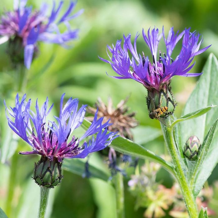 3340  Centaurea montana  Grandiflora  I  Svenskt namn  :Bergklint  I  Krukstorlek   : SQ1  I  Förväntad Höjd  :  60 cm  I  Blomningstid :  juni-juli - 2