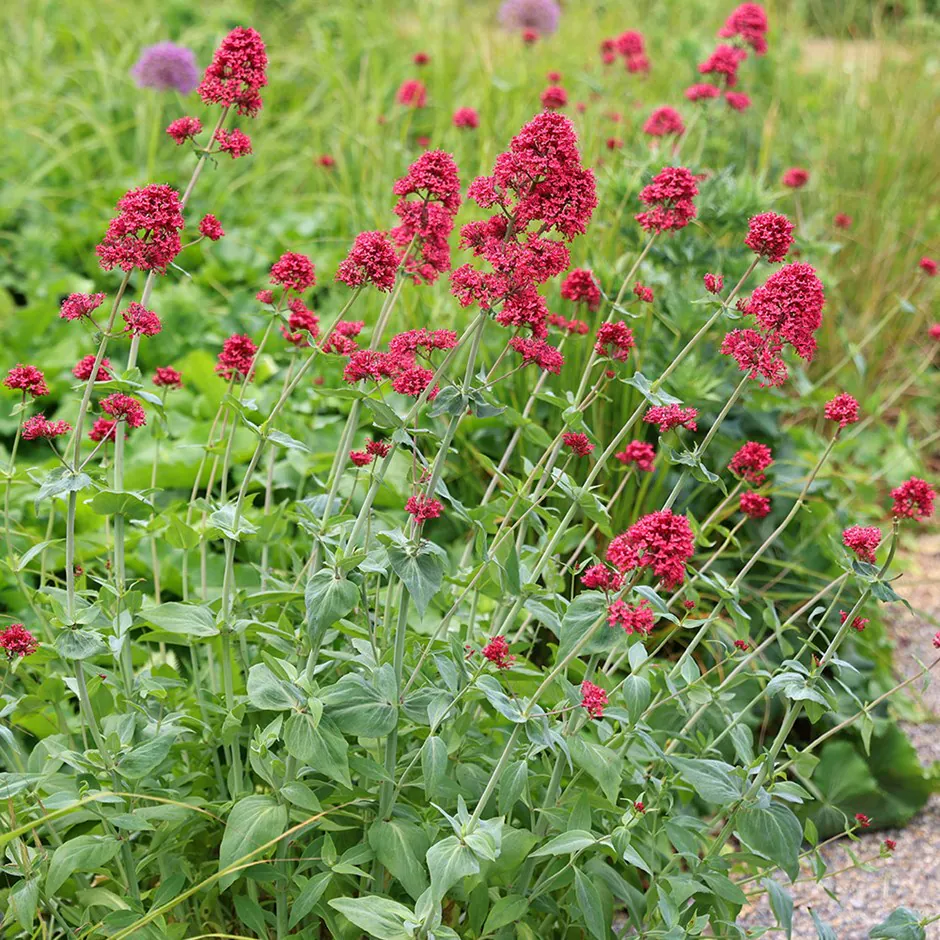 3355 Centranthus ruber I Svenskt namn :Flerårig pipört I Krukstorlek ...
