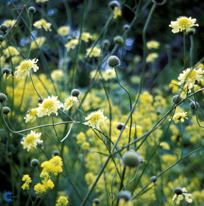 3380  Cephalaria gigantea  I  Svenskt namn  :Jättevädd  I  Krukstorlek   : SQ1/P9  I  Förväntad Höjd  :  200 cm  I  Blomningstid :  juli-sept