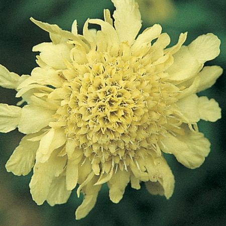 3380  Cephalaria gigantea  I  Svenskt namn  :Jättevädd  I  Krukstorlek   : SQ1/P9  I  Förväntad Höjd  :  200 cm  I  Blomningstid :  juli-sept - 3