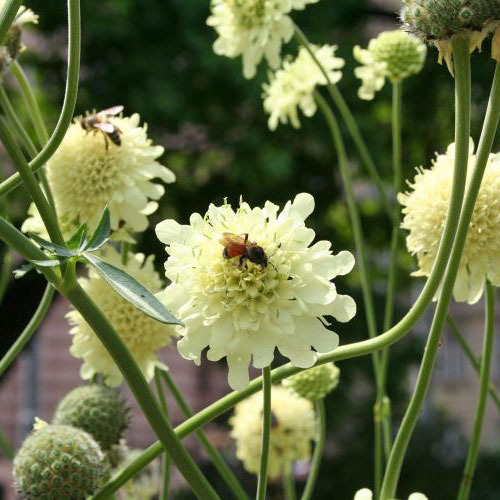 3380  Cephalaria gigantea  I  Svenskt namn  :Jättevädd  I  Krukstorlek   : SQ1/P9  I  Förväntad Höjd  :  200 cm  I  Blomningstid :  juli-sept - 2