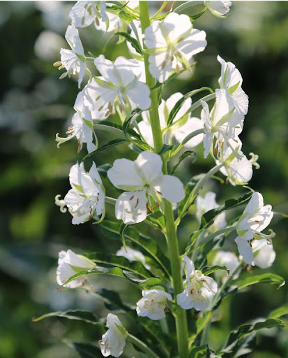 4482  Chamaenerion angustifolium  Album  I  Svenskt namn  :Rallarros  I  Krukstorlek   : SQ1  I  Förväntad Höjd  :  150 cm  I  Blomningstid :  juli-sept - 3