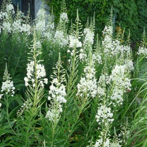 4482  Chamaenerion angustifolium  Album  I  Svenskt namn  :Rallarros  I  Krukstorlek   : SQ1  I  Förväntad Höjd  :  150 cm  I  Blomningstid :  juli-sept