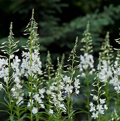 4482  Chamaenerion angustifolium  Album  I  Svenskt namn  :Rallarros  I  Krukstorlek   : SQ1  I  Förväntad Höjd  :  150 cm  I  Blomningstid :  juli-sept - 2