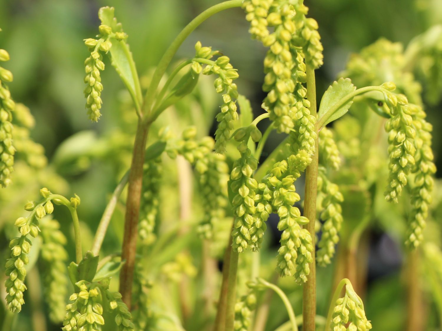 3420  Chiastophyllum oppositifolium  Goldtröpfchen  I  Svenskt namn  :Gullbåge  I  Krukstorlek   : 11c  I  Förväntad Höjd  :  20 cm  I  Blomningstid :  juni-juli - 3