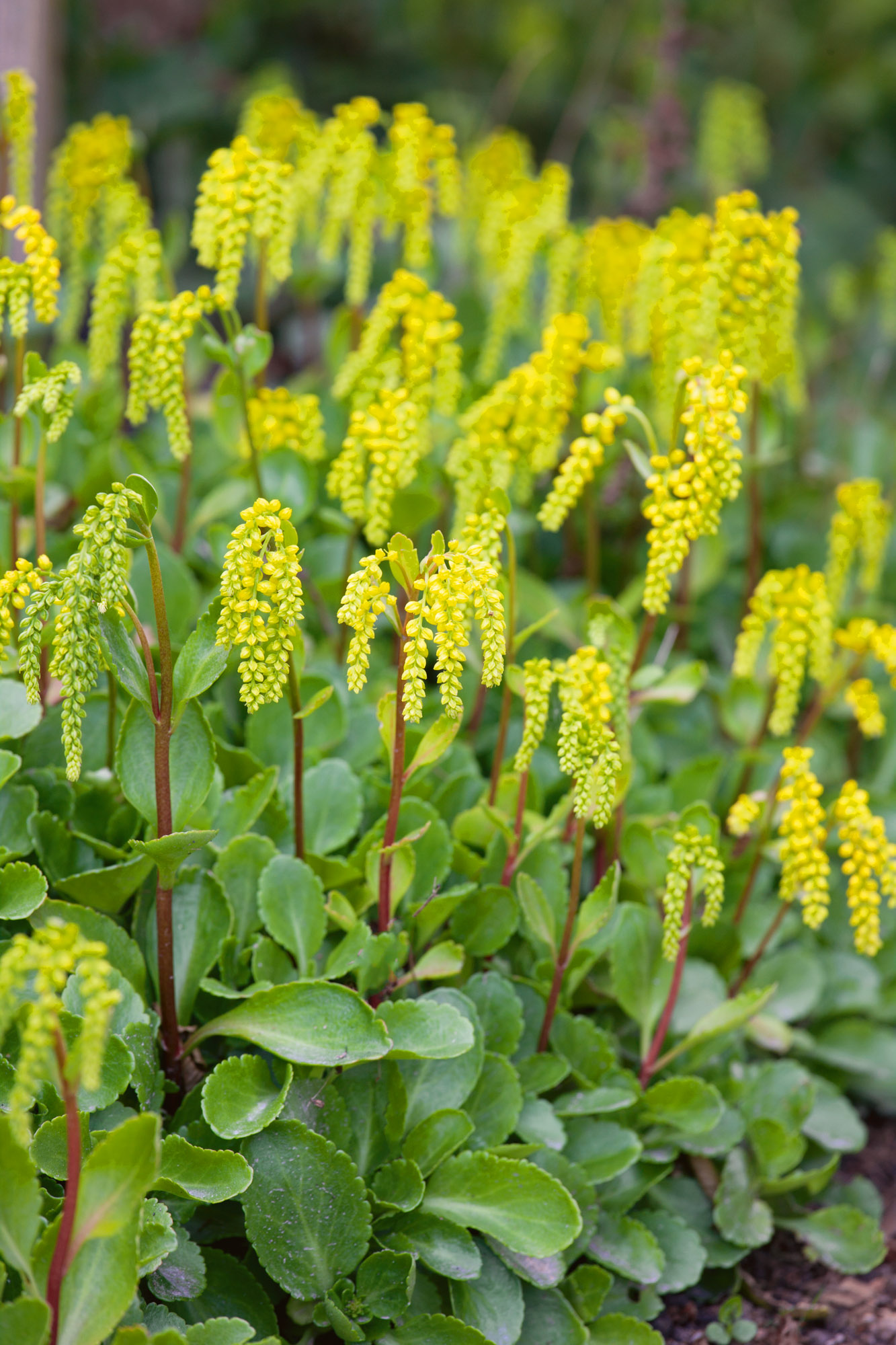 3420  Chiastophyllum oppositifolium  Goldtröpfchen  I  Svenskt namn  :Gullbåge  I  Krukstorlek   : 11c  I  Förväntad Höjd  :  20 cm  I  Blomningstid :  juni-juli - 2
