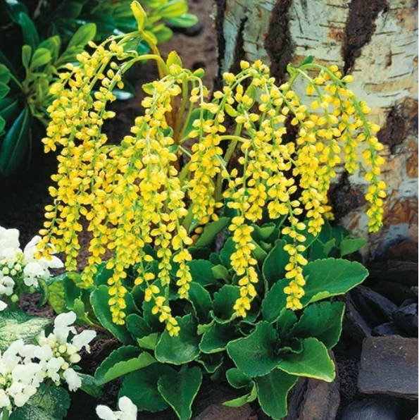 3420  Chiastophyllum oppositifolium  Goldtröpfchen  I  Svenskt namn  :Gullbåge  I  Krukstorlek   : 11c  I  Förväntad Höjd  :  20 cm  I  Blomningstid :  juni-juli