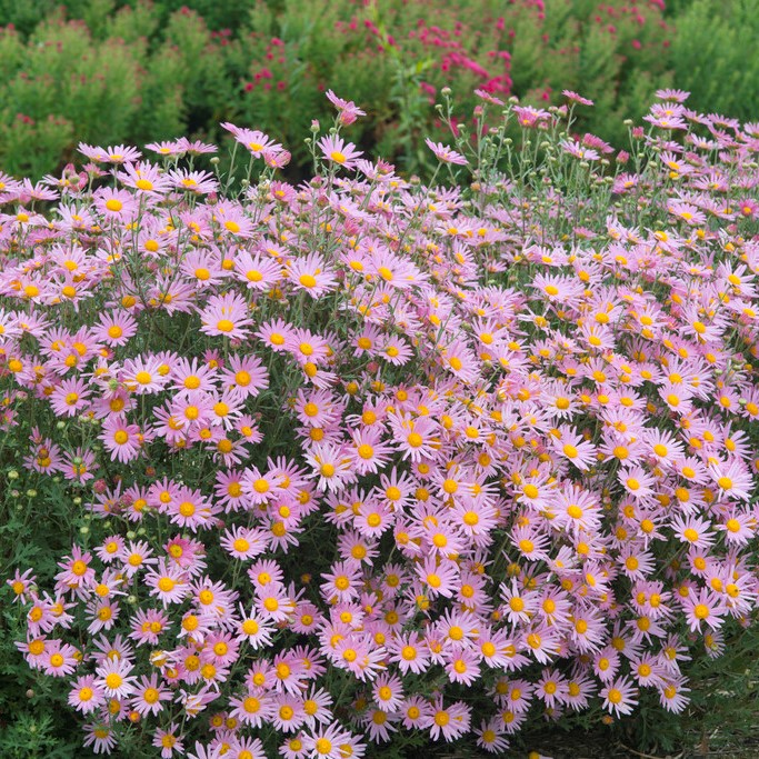 3640  Chrysanthemum zawadskii Clara Curtis  I  Svenskt namn  :Höstkrage  I  Krukstorlek   : SQ1  I  Förväntad Höjd  :  70 cm  I  Blomningstid :  sept-okt