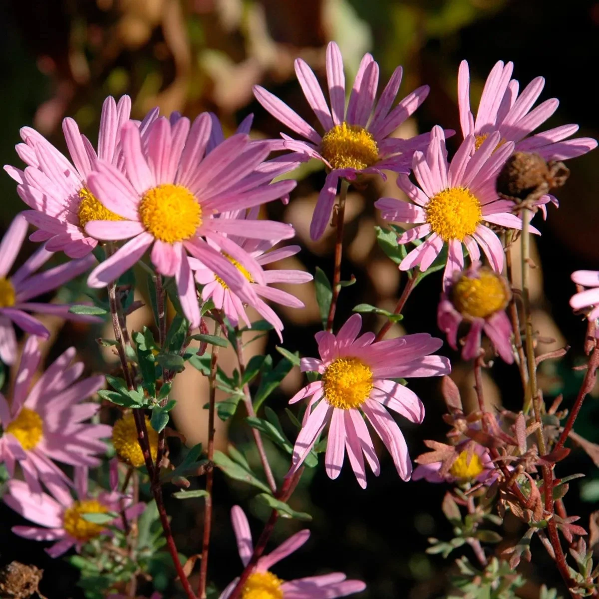 3640  Chrysanthemum zawadskii Clara Curtis  I  Svenskt namn  :Höstkrage  I  Krukstorlek   : SQ1  I  Förväntad Höjd  :  70 cm  I  Blomningstid :  sept-okt - 3