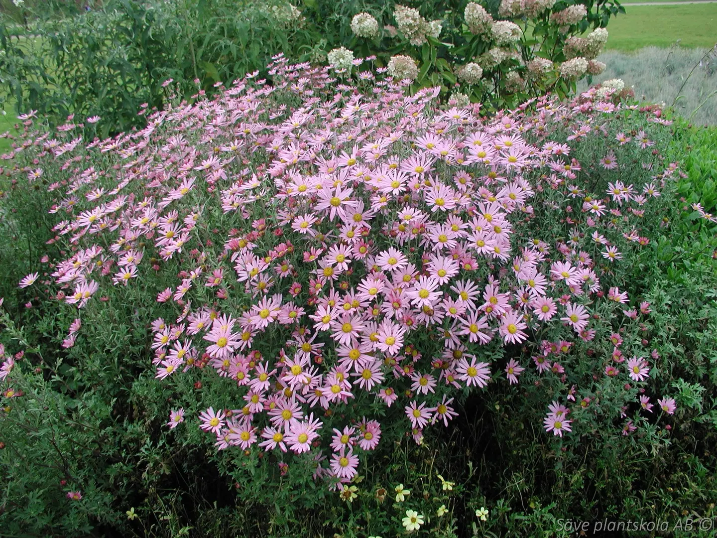 3640  Chrysanthemum zawadskii Clara Curtis  I  Svenskt namn  :Höstkrage  I  Krukstorlek   : SQ1  I  Förväntad Höjd  :  70 cm  I  Blomningstid :  sept-okt - 2