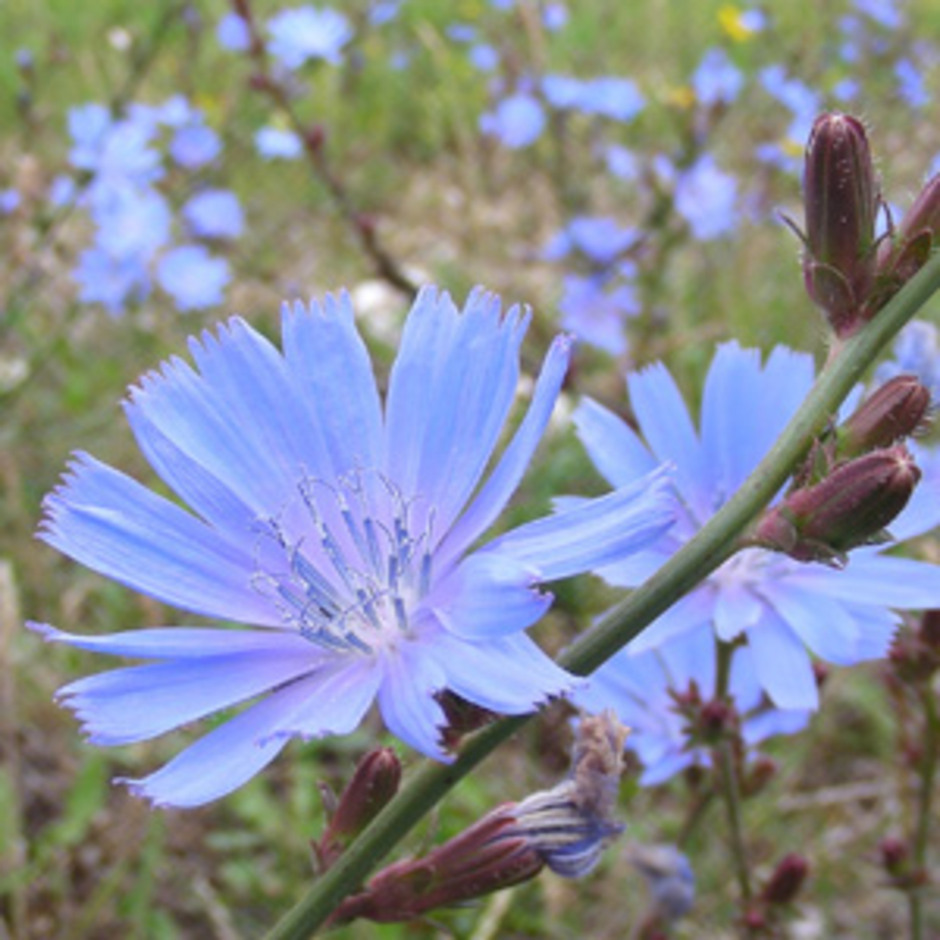 3288  Cichorium intybus  I  Svenskt namn  :Cikoria  I  Krukstorlek   : 11c  I  Förväntad Höjd  :  80 cm  I  Blomningstid :  juli-sept - 2