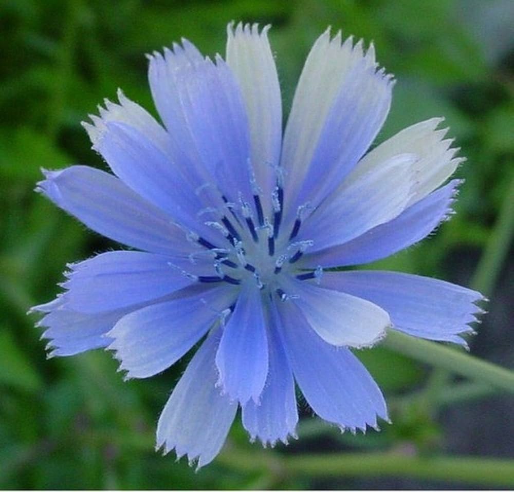 3288  Cichorium intybus  I  Svenskt namn  :Cikoria  I  Krukstorlek   : 11c  I  Förväntad Höjd  :  80 cm  I  Blomningstid :  juli-sept - 3