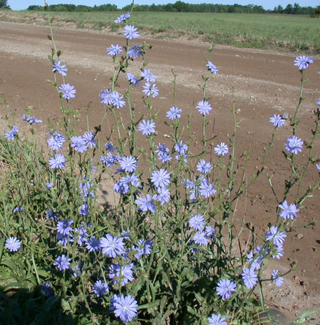 3288  Cichorium intybus  I  Svenskt namn  :Cikoria  I  Krukstorlek   : 11c  I  Förväntad Höjd  :  80 cm  I  Blomningstid :  juli-sept