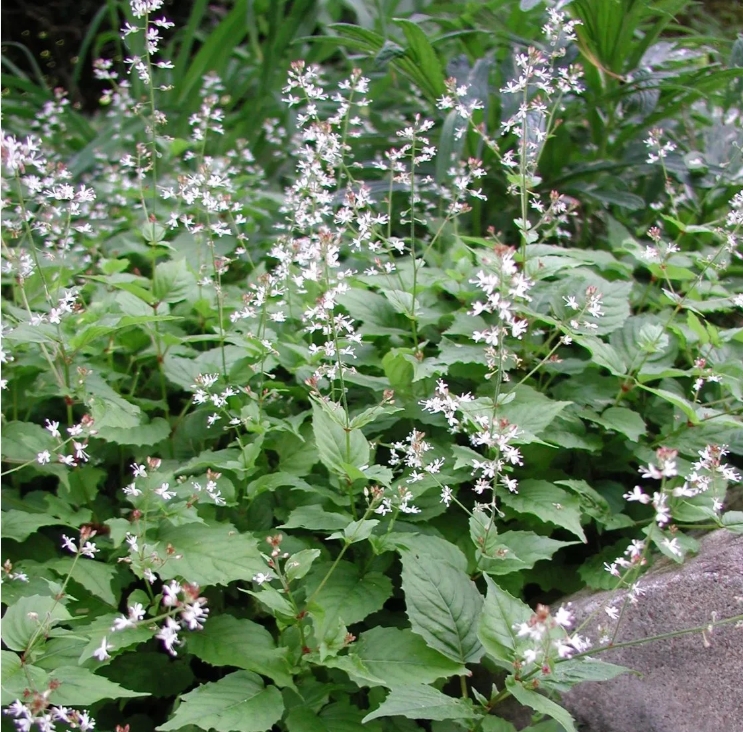 3680  Circaea alpina  I  Svenskt namn  :Dvärghäxört  I  Krukstorlek   : 11c  I  Förväntad Höjd  :  20 cm  I  Blomningstid :  juni-sept