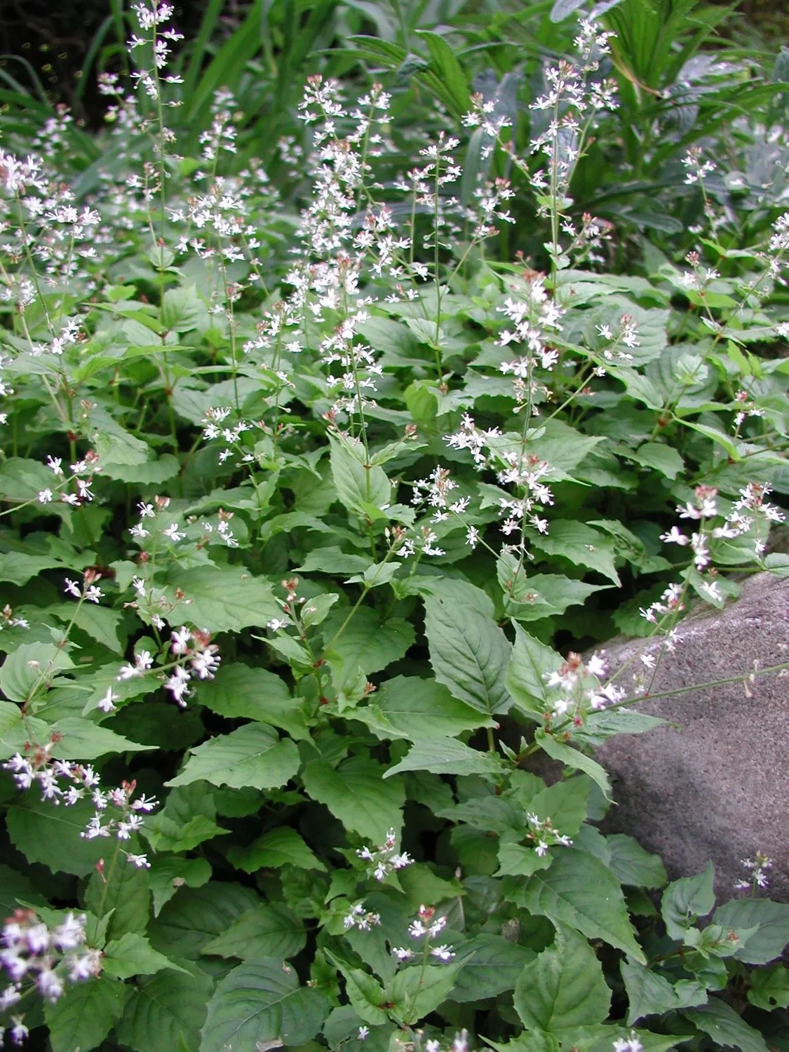3680  Circaea alpina  I  Svenskt namn  :Dvärghäxört  I  Krukstorlek   : 11c  I  Förväntad Höjd  :  20 cm  I  Blomningstid :  juni-sept - 2