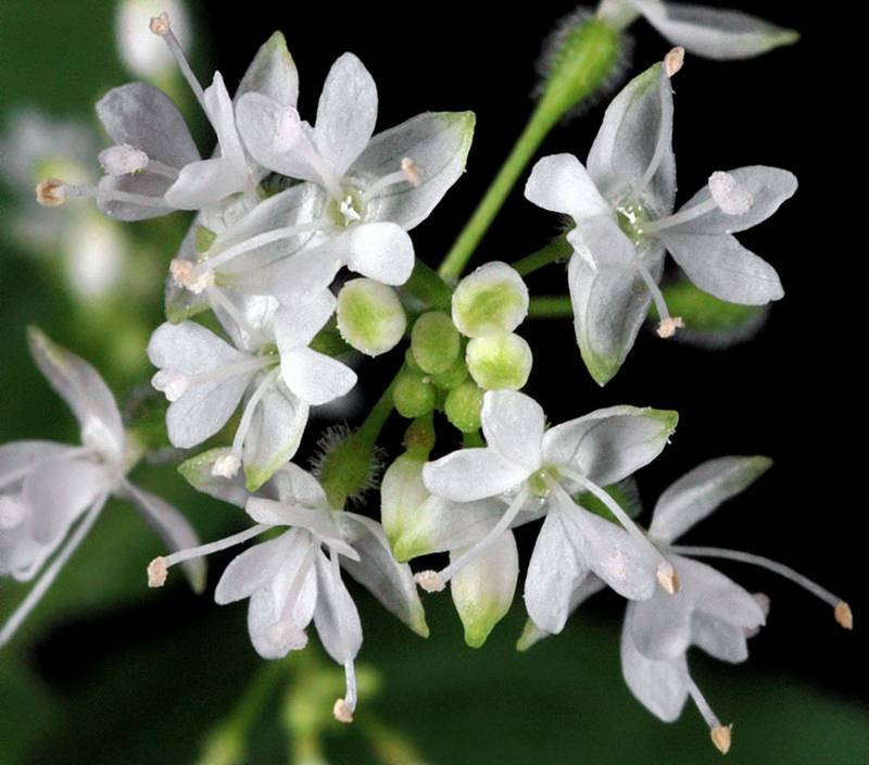 3680  Circaea alpina  I  Svenskt namn  :Dvärghäxört  I  Krukstorlek   : 11c  I  Förväntad Höjd  :  20 cm  I  Blomningstid :  juni-sept - 3