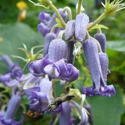3698  Clematis heracleifolia Côte dAzur  I  Svenskt namn  :Trumpetklematis  I  Krukstorlek   : SQ1  I  Förväntad Höjd  :  90 cm  I  Blomningstid :  juli-sept - 2