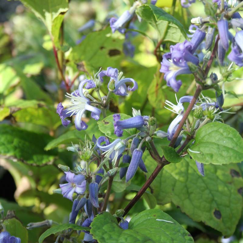 3698  Clematis heracleifolia Côte dAzur  I  Svenskt namn  :Trumpetklematis  I  Krukstorlek   : SQ1  I  Förväntad Höjd  :  90 cm  I  Blomningstid :  juli-sept