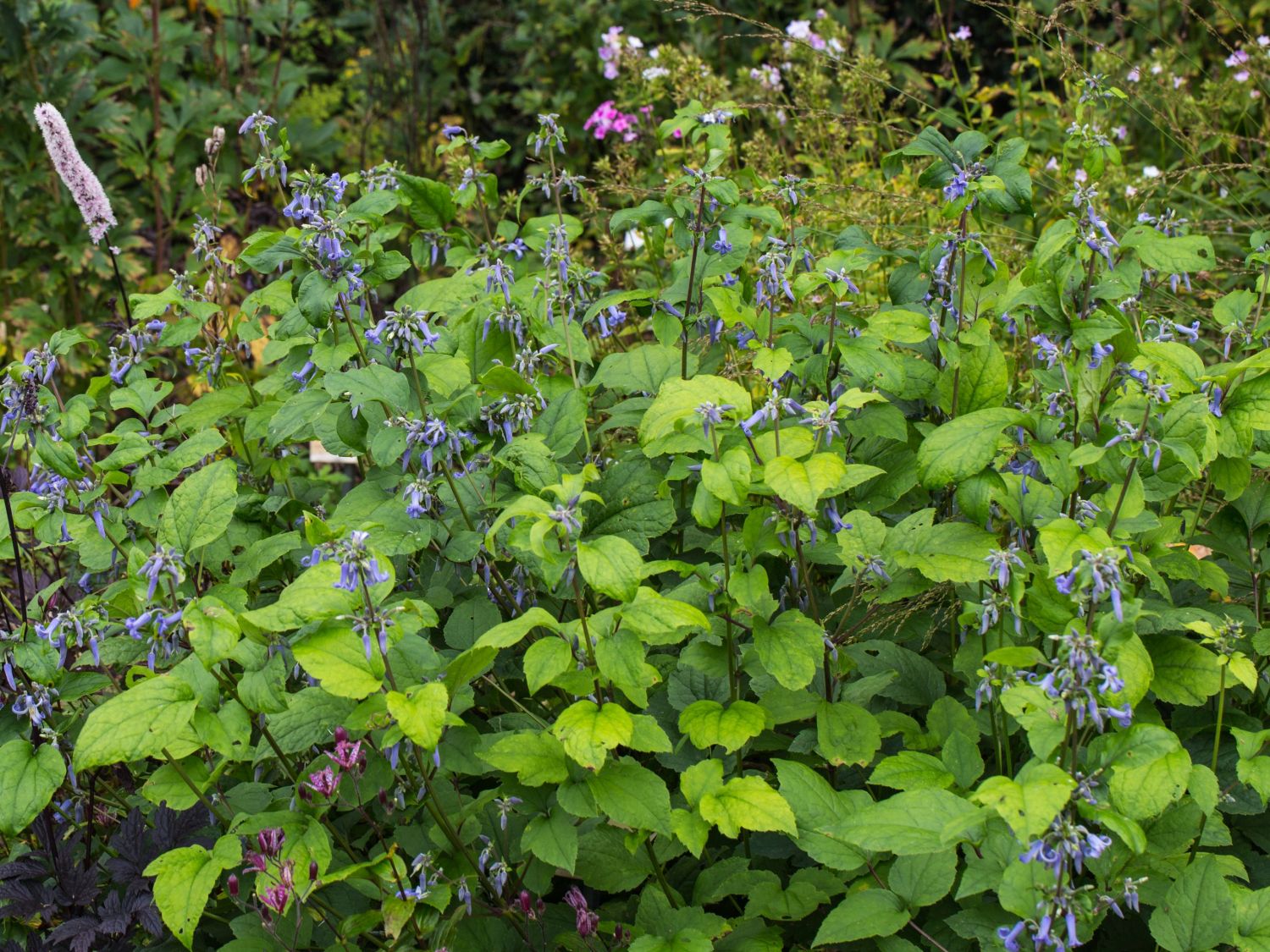 3698  Clematis heracleifolia Côte dAzur  I  Svenskt namn  :Trumpetklematis  I  Krukstorlek   : SQ1  I  Förväntad Höjd  :  90 cm  I  Blomningstid :  juli-sept - 4