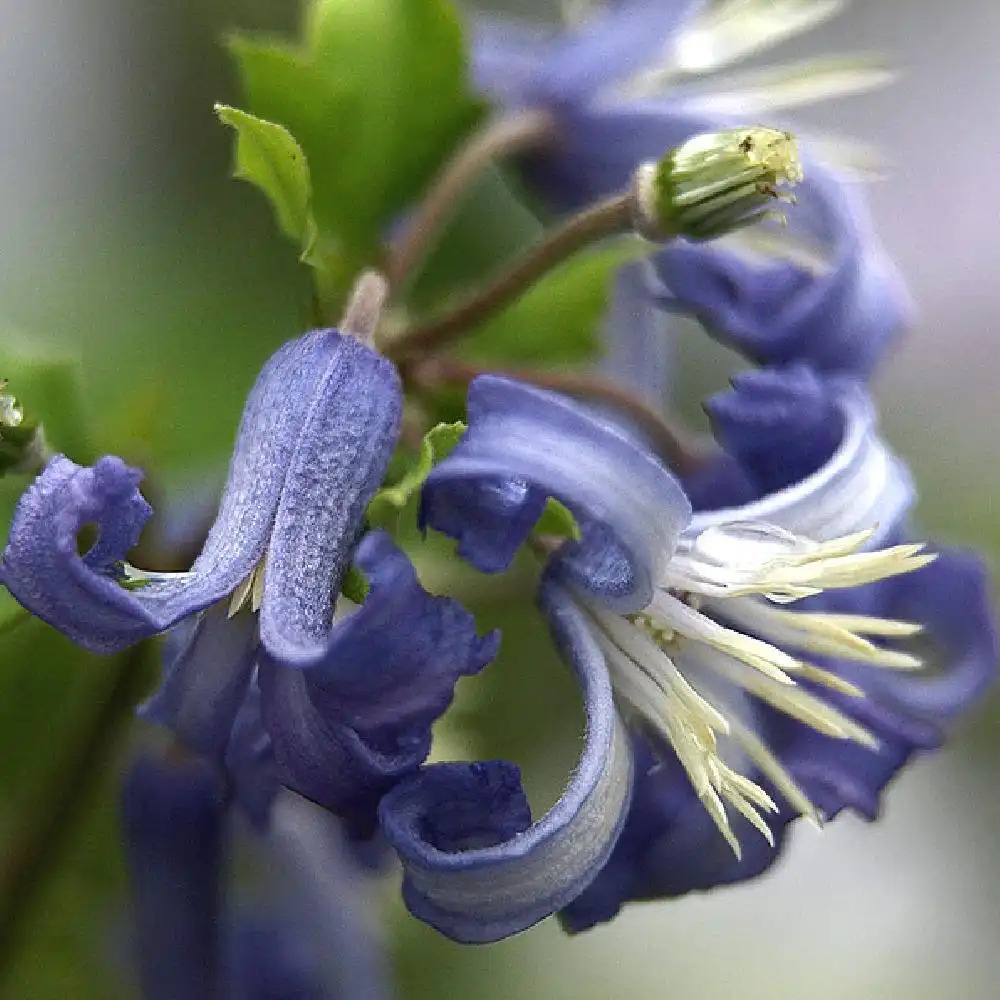 3698  Clematis heracleifolia Côte dAzur  I  Svenskt namn  :Trumpetklematis  I  Krukstorlek   : SQ1  I  Förväntad Höjd  :  90 cm  I  Blomningstid :  juli-sept - 3