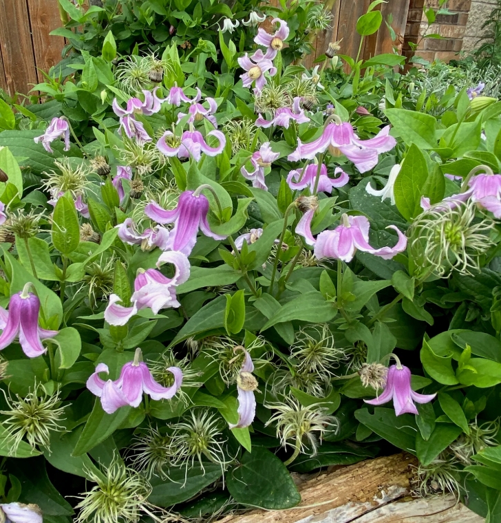3702  Clematis integrifolia Floris V  I  Svenskt namn  :Helbladig klematis  I  Krukstorlek   : SQ1  I  Förväntad Höjd  :  50 cm  I  Blomningstid :  juli-aug