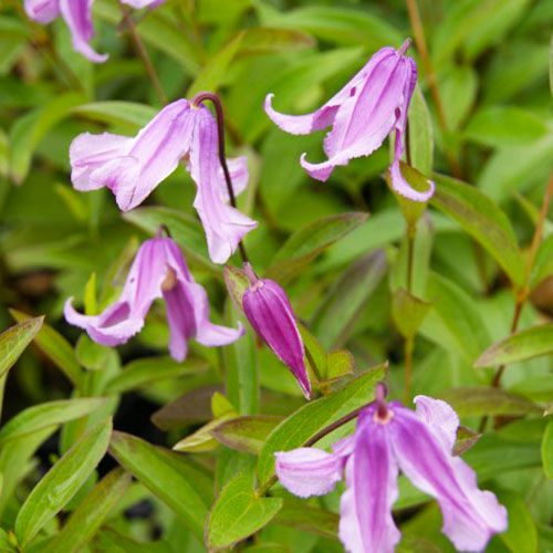 3702  Clematis integrifolia Floris V  I  Svenskt namn  :Helbladig klematis  I  Krukstorlek   : SQ1  I  Förväntad Höjd  :  50 cm  I  Blomningstid :  juli-aug - 2