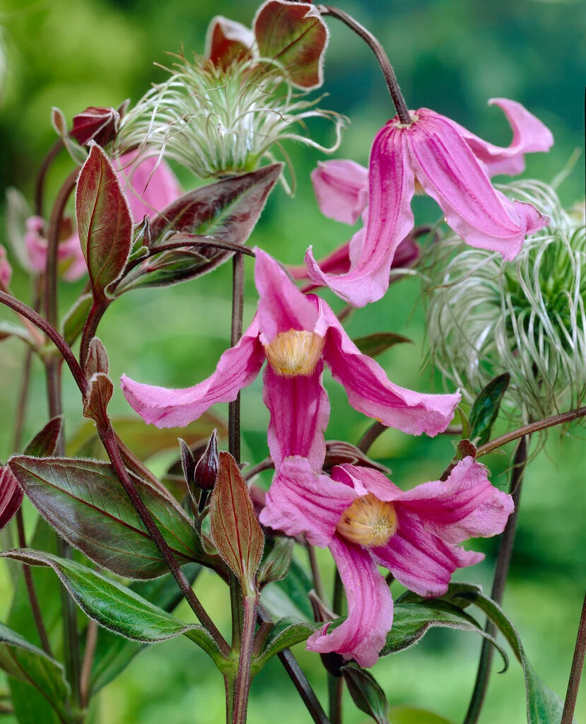 3702  Clematis integrifolia Floris V  I  Svenskt namn  :Helbladig klematis  I  Krukstorlek   : SQ1  I  Förväntad Höjd  :  50 cm  I  Blomningstid :  juli-aug - 3