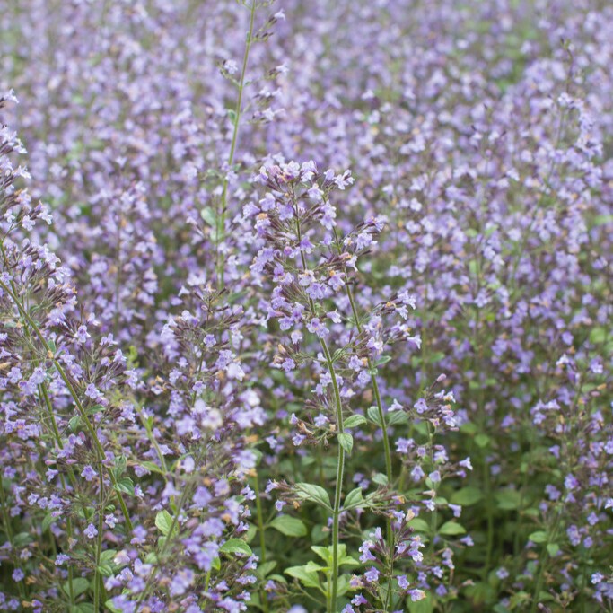 3067  Clinopodium nepeta  I  Svenskt namn  :Stenkyndel  I  Krukstorlek   : 11c  I  Förväntad Höjd  :  40 cm  I  Blomningstid :  juni-okt - 2