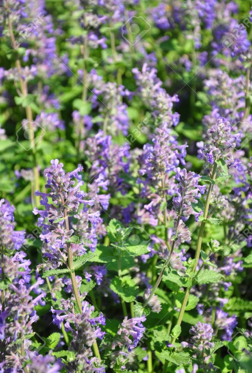 3067  Clinopodium nepeta  I  Svenskt namn  :Stenkyndel  I  Krukstorlek   : 11c  I  Förväntad Höjd  :  40 cm  I  Blomningstid :  juni-okt - 3