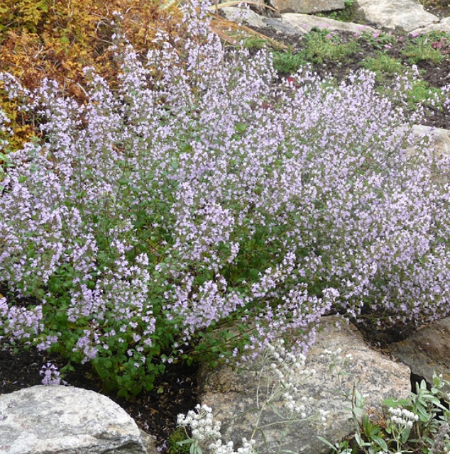 3067  Clinopodium nepeta  I  Svenskt namn  :Stenkyndel  I  Krukstorlek   : 11c  I  Förväntad Höjd  :  40 cm  I  Blomningstid :  juni-okt
