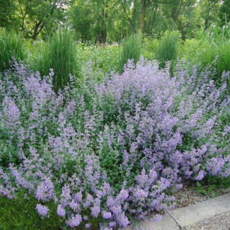 3069  Clinopodium nepeta Blue Cloud  I  Svenskt namn  :Stenkyndel  I  Krukstorlek   : 11c/P9  I  Förväntad Höjd  :  40 cm  I  Blomningstid :  juni-okt