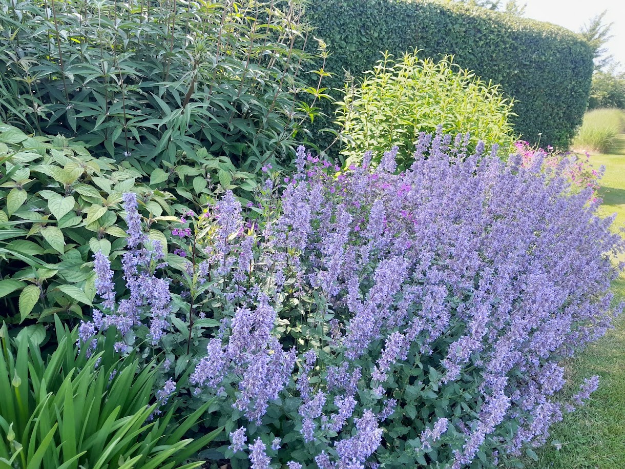 3069  Clinopodium nepeta Blue Cloud  I  Svenskt namn  :Stenkyndel  I  Krukstorlek   : 11c/P9  I  Förväntad Höjd  :  40 cm  I  Blomningstid :  juni-okt - 2