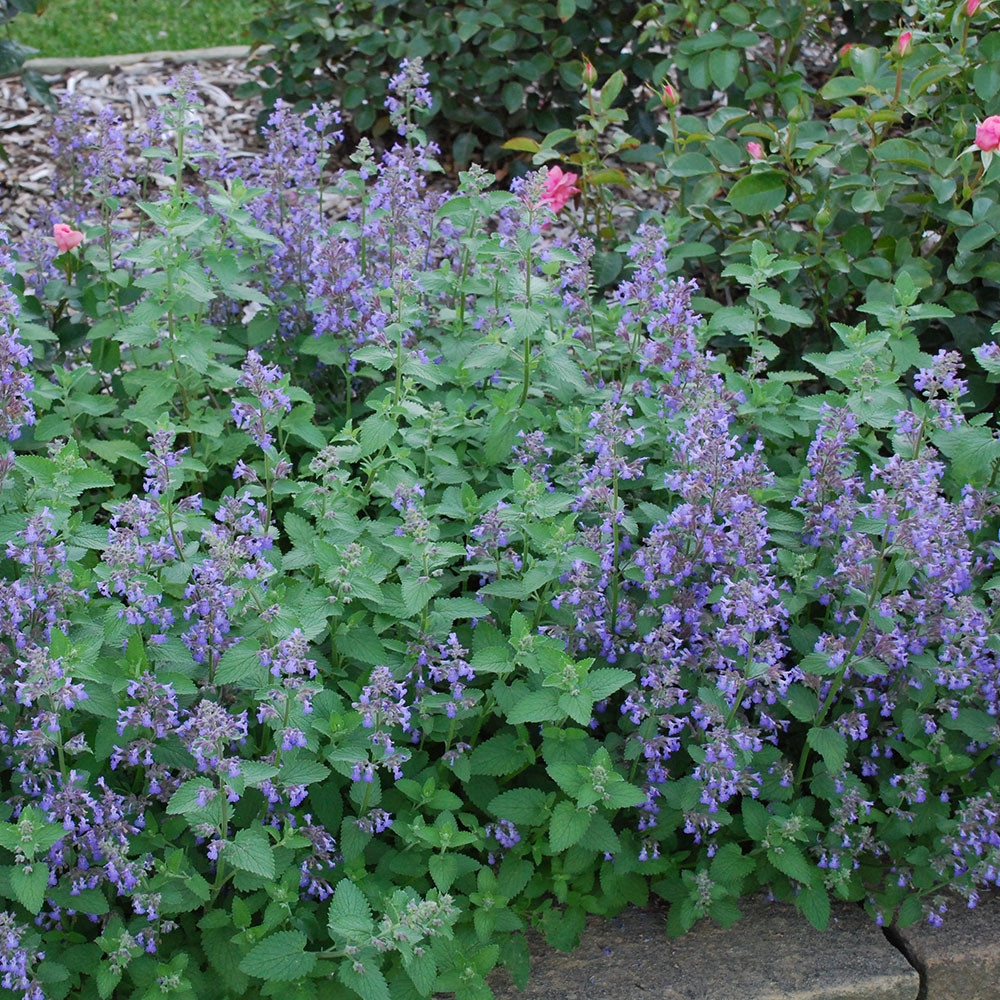 3069  Clinopodium nepeta Blue Cloud  I  Svenskt namn  :Stenkyndel  I  Krukstorlek   : 11c/P9  I  Förväntad Höjd  :  40 cm  I  Blomningstid :  juni-okt - 3
