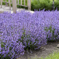 3068  Clinopodium nepeta Marvelette Blue  I  Svenskt namn  :Stenkyndel  I  Krukstorlek   : 11c  I  Förväntad Höjd  :  40 cm  I  Blomningstid :  juni-okt - 2